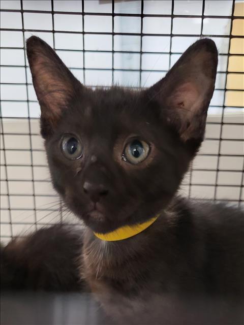Shelter Stray Male Cat last seen , 1850 W 60th St, Los Angeles, CA 90047, USA