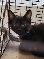 Shelter Stray Male Cat last seen , 1850 W 60th St, Los Angeles, CA 90047, USA