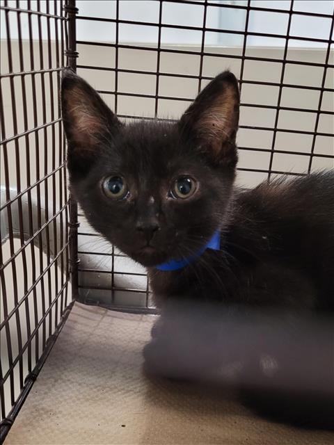 Shelter Stray Male Cat last seen , 1850 W 60th St, Los Angeles, CA 90047, USA