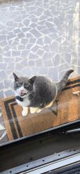 Lost Male Cat last seen Bethel Rd & Holland Rd, Simpsonville, Greenville County, SC 29681