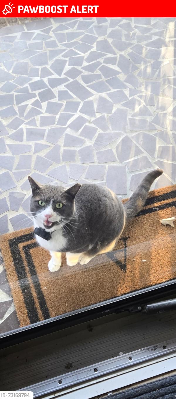 Lost Male Cat last seen Bethel Rd & Holland Rd, Simpsonville, Greenville County, SC 29681