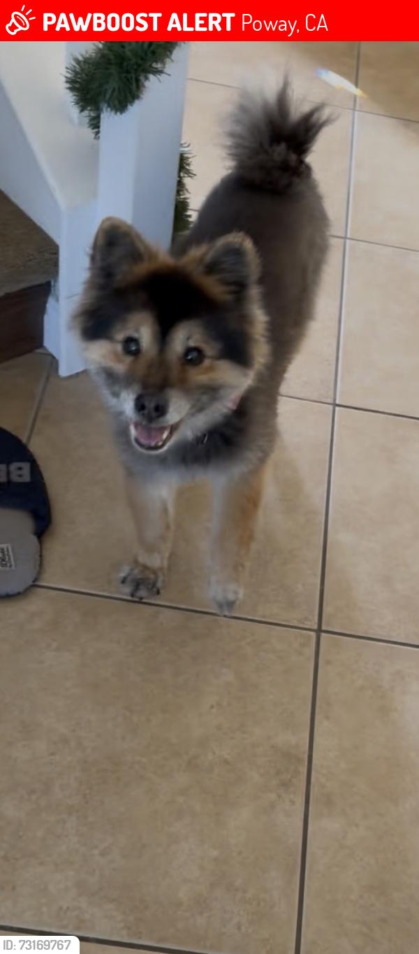 Lost Female Dog last seen Tierra Bonita Rd & Ipava Dr, Poway, CA 92064, Poway, CA 92064
