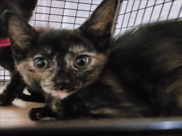 Shelter Stray Female Cat last seen , 1850 W 60th St, Los Angeles, CA 90047, USA