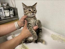 Shelter Stray Female Cat last seen , 1850 W 60th St, Los Angeles, CA 90047, USA