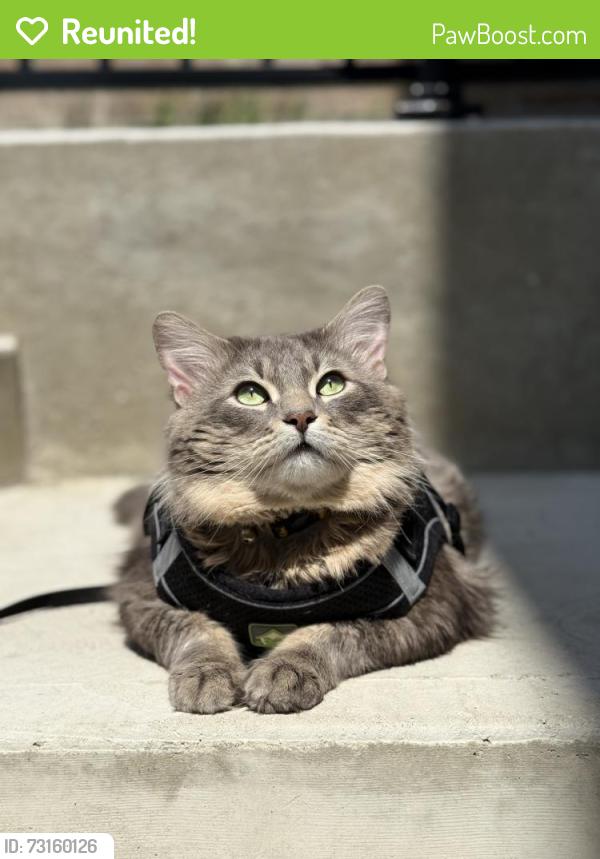 Reunited Male Cat last seen Saddlestone way, Calgary, AB 