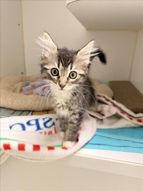 Shelter Stray Female Cat last seen BELMONT/BERRY, 16 Barnes Ct, Hayward, CA 94544, USA