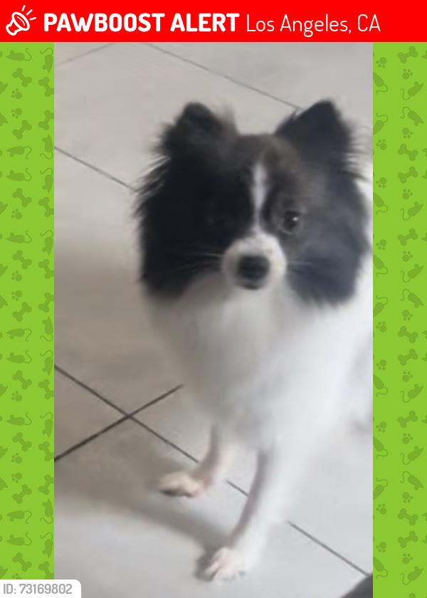 Lost Female Dog last seen Lorenzo Dr and Monte Mar, Los Angeles, CA 90064