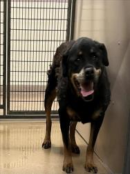 Shelter Stray Female Dog last seen PACIFIC ST, 16 Barnes Ct, Hayward, CA 94544, USA