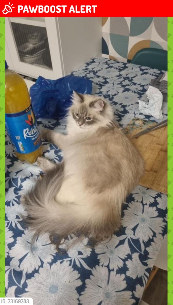 Lost Female Cat last seen Concord place, Greater Manchester, England M6 6SJ