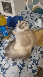 Lost Female Cat last seen Concord place, Greater Manchester, England M6 6SJ