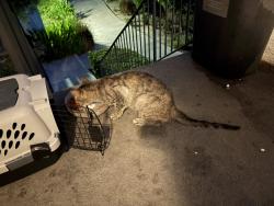 Found/Stray Unknown Cat last seen Magnolia and garden grove blvd, Garden Grove, CA 92844