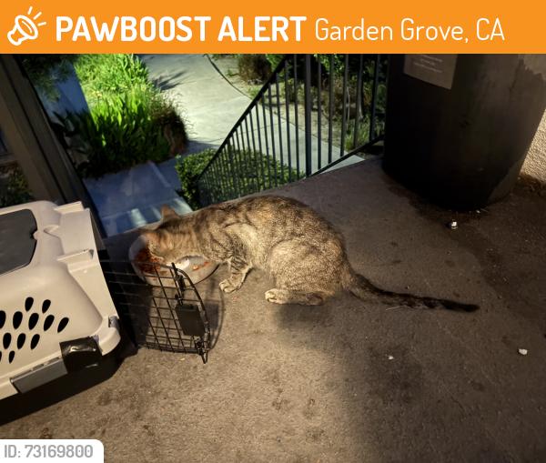 Found/Stray Unknown Cat last seen Magnolia and garden grove blvd, Garden Grove, CA 92844