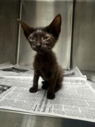 Shelter Stray Female Cat last seen , 14409 Vanowen St, Van Nuys, CA 91405, USA
