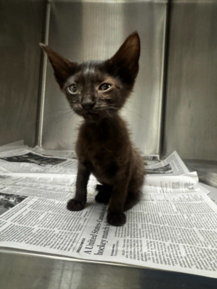 Shelter Stray Female Cat last seen , 14409 Vanowen St, Van Nuys, CA 91405, USA