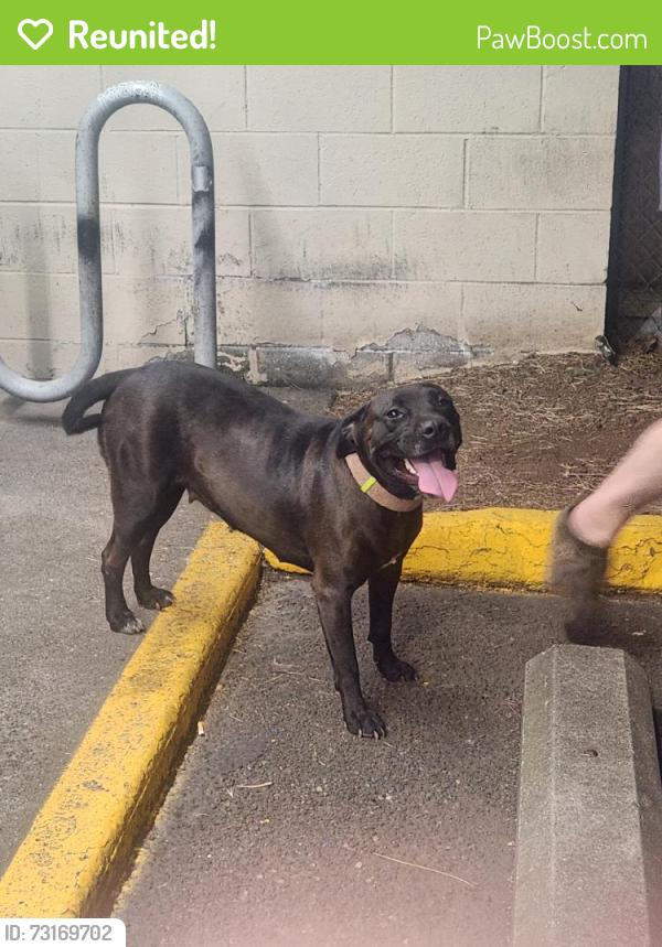 Reunited Female Dog last seen SE Woodstock Blvd & SE 55th Ave, Portland, OR 97206, USA, Portland, OR 97206