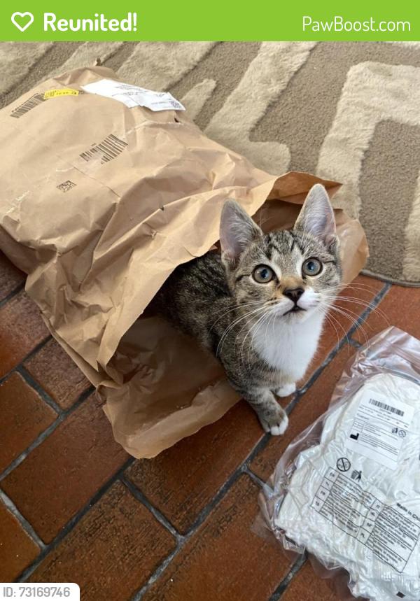 Reunited Male Cat last seen Near Friars Road, Newport, Wales NP20 4ET