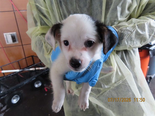Shelter Stray Male Dog last seen A26-104581, 5501 E Van Buren St, Phoenix, AZ 85008, USA