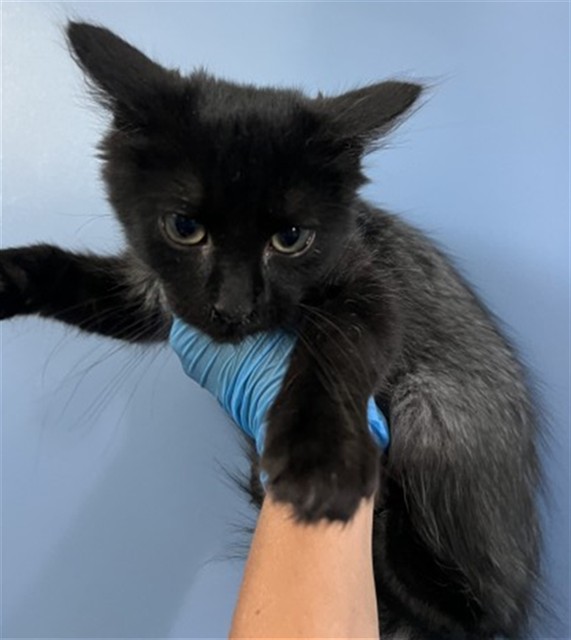 Shelter Stray Male Cat last seen N MERIDIAN AVE & FOOTHILL BLVD, SAN BERNARDINO, CA, 92410, USA, 333 Chandler Pl, San Bernardino, CA 92408, USA