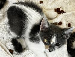 Shelter Stray Female Cat last seen Near BLOCK NW 1 AV, FORT LAUDERDALE FL 33311, 2400 SW 42nd St, Fort Lauderdale, FL 33312, USA