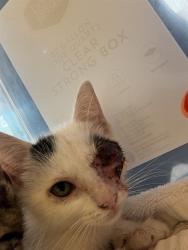 Shelter Stray Female Cat last seen Near BLOCK NW 1 AV, FORT LAUDERDALE FL 33311, 2400 SW 42nd St, Fort Lauderdale, FL 33312, USA