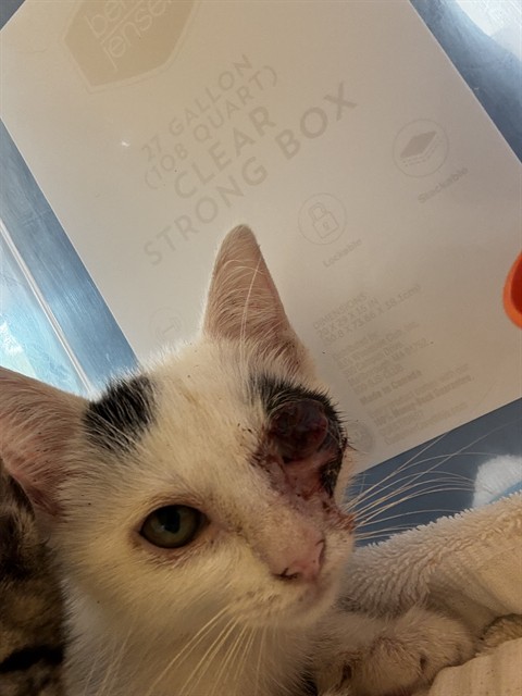 Shelter Stray Female Cat last seen Near BLOCK NW 1 AV, FORT LAUDERDALE FL 33311, 2400 SW 42nd St, Fort Lauderdale, FL 33312, USA