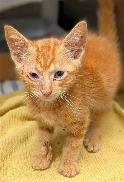 Shelter Stray Male Cat last seen Near BLOCK SW 61 AV, MIRAMAR FL 33023, 2400 SW 42nd St, Fort Lauderdale, FL 33312, USA