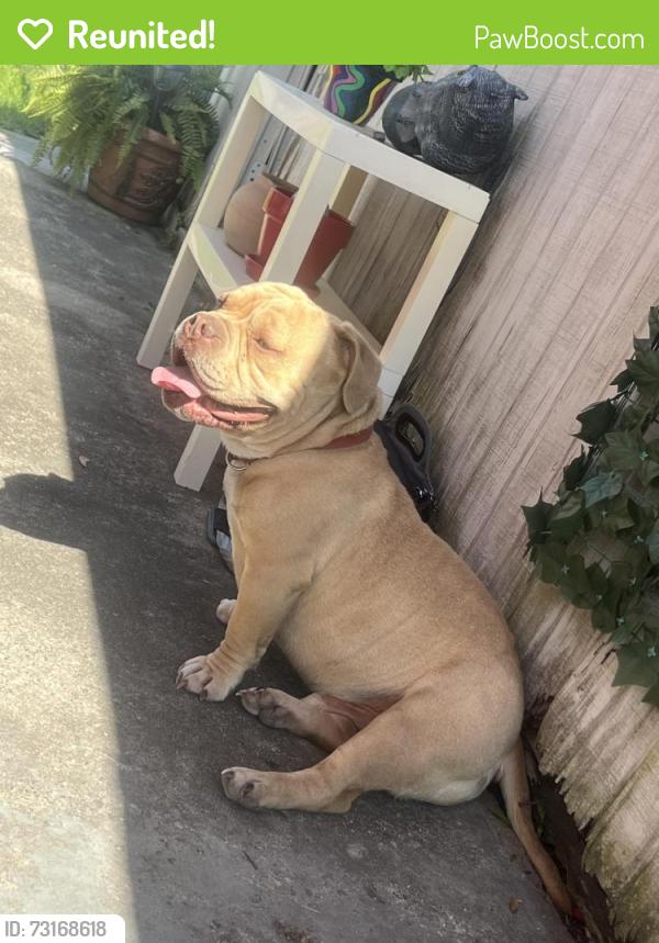 Reunited Male Dog last seen Trappers cove trail, Lansing, MI 48933