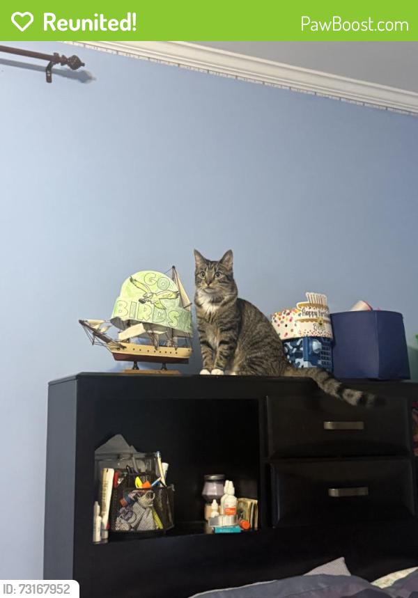 Reunited Female Cat last seen Near Revere St, Philadelphia, PA 19152, USA, Philadelphia, PA 19152