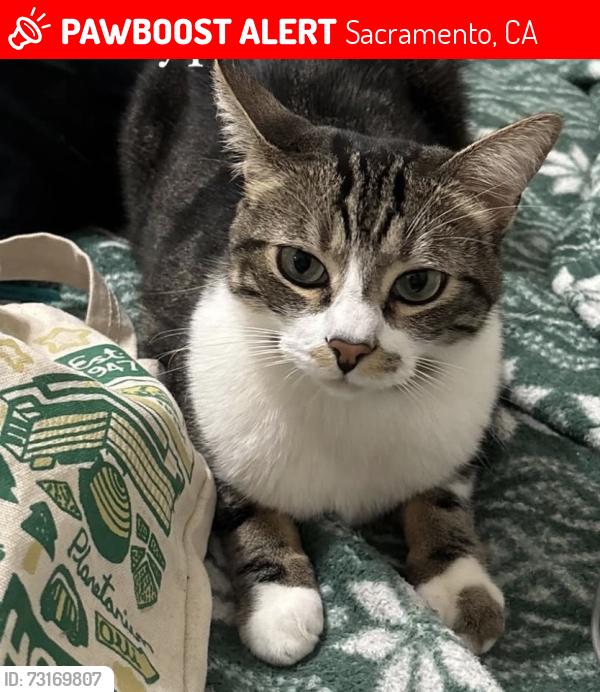 Lost Male Cat last seen Del paso rd and sorendo rd, Sacramento, CA 95835