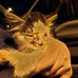 Shelter Stray Male Cat last seen Near, 2600 S Harding St, Indianapolis, IN 46221, USA