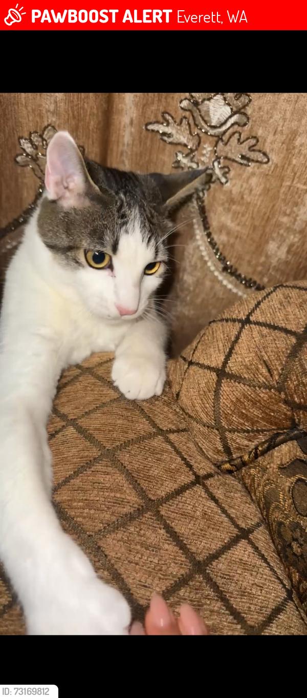 Lost Male Cat last seen Mariner high school, Everett, WA 98208