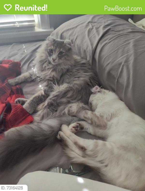 Reunited Female Cat last seen Ruth St, Saint Paul, MN 55119