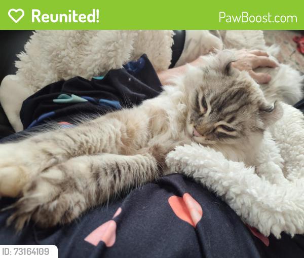 Reunited Female Cat last seen Ruth St, Saint Paul, MN 55119