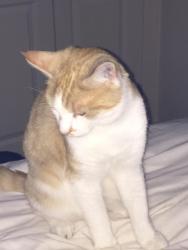 Lost Male Cat last seen Dakota Way, Hampshire, England SO50 5TY