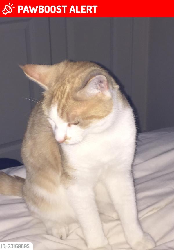 Lost Male Cat last seen Dakota Way, Hampshire, England SO50 5TY