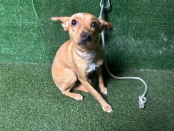 Shelter Stray Female Dog last seen , 5210 W Ave I, Lancaster, CA 93536, USA