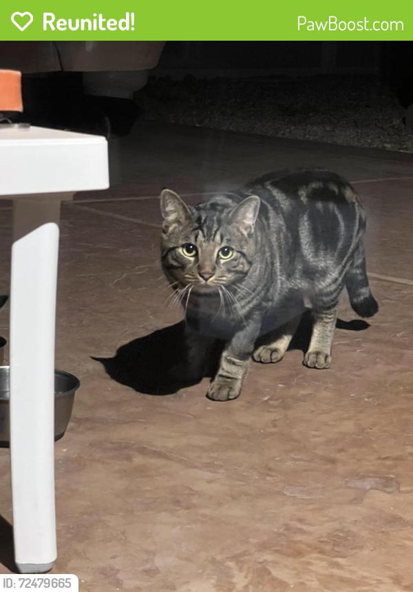 Reunited Unknown Cat last seen Weston Hills, Henderson, NV 89011