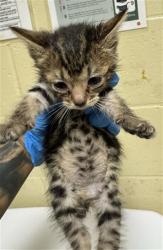 Shelter Stray Male Cat last seen FRANKLIN BLVD & 36TH AVE, 2127 Front St, Sacramento, CA 95818, USA