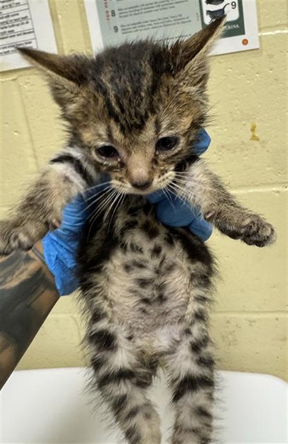 Shelter Stray Male Cat last seen FRANKLIN BLVD & 36TH AVE, 2127 Front St, Sacramento, CA 95818, USA