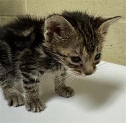 Shelter Stray Female Cat last seen FRANKLIN BLVD & 36TH AVE, 2127 Front St, Sacramento, CA 95818, USA