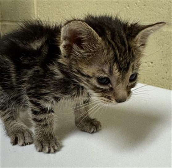 Shelter Stray Female Cat last seen FRANKLIN BLVD & 36TH AVE, 2127 Front St, Sacramento, CA 95818, USA
