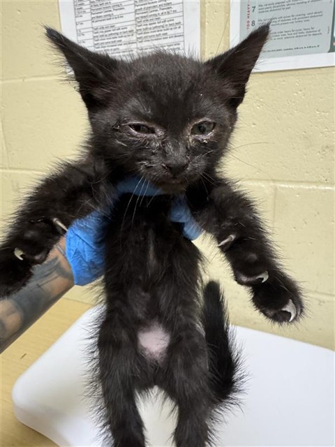Shelter Stray Female Cat last seen TRUXEL RD & GATEWAY PARK BLVD, 2127 Front St, Sacramento, CA 95818, USA