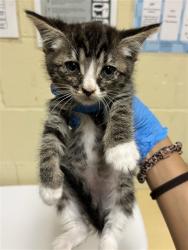 Shelter Stray Female Cat last seen LUNA NUEVO ST & CARROLL AVE, 2127 Front St, Sacramento, CA 95818, USA