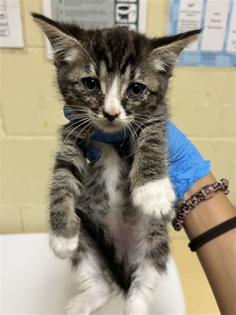Shelter Stray Female Cat last seen LUNA NUEVO ST & CARROLL AVE, 2127 Front St, Sacramento, CA 95818, USA