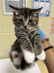 Shelter Stray Female Cat last seen LUNA NUEVO ST & CARROLL AVE, 2127 Front St, Sacramento, CA 95818, USA