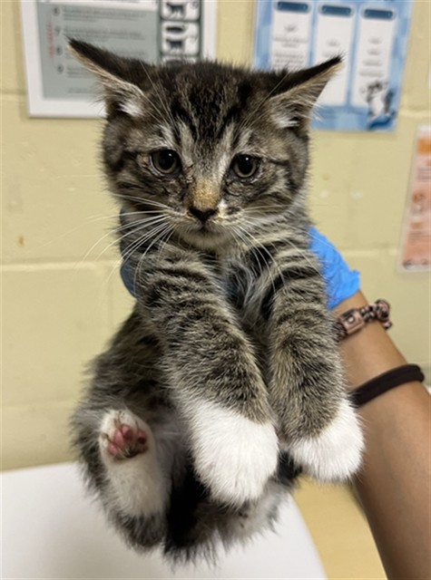 Shelter Stray Female Cat last seen LUNA NUEVO ST & CARROLL AVE, 2127 Front St, Sacramento, CA 95818, USA