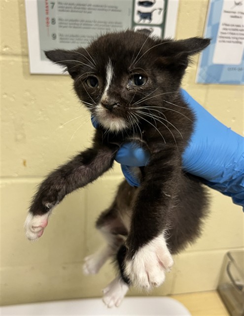 Shelter Stray Male Cat last seen LUNA NUEVO ST & CARROLL AVE, 2127 Front St, Sacramento, CA 95818, USA