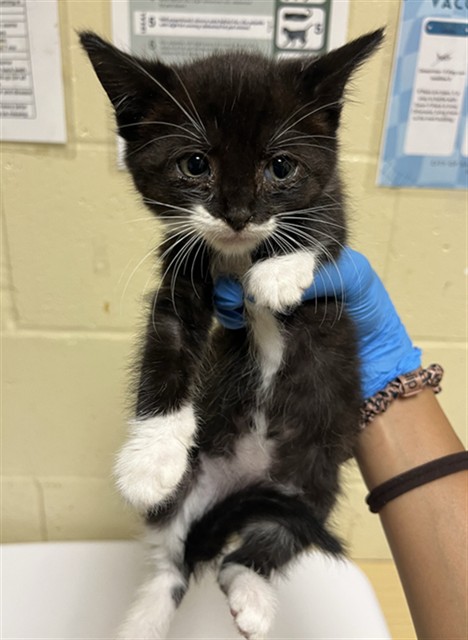 Shelter Stray Female Cat last seen LUNA NUEVO ST & CARROLL AVE, 2127 Front St, Sacramento, CA 95818, USA