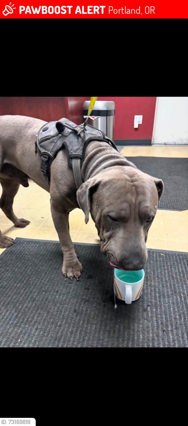 Lost Male Dog last seen Springwater trail off of 111th and foster rd, Portland, OR 97266