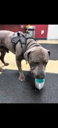 Lost Male Dog last seen Springwater trail off of 111th and foster rd, Portland, OR 97266
